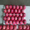 2017 new fresh fruits red Fuji apples